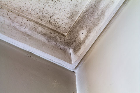 Home Inspector Oakville an image of mold in the corner ceiling of a home in oakville showing what mold can look like on a home inspector. Image taken by Ron Wisemane Home Inspector Oakville